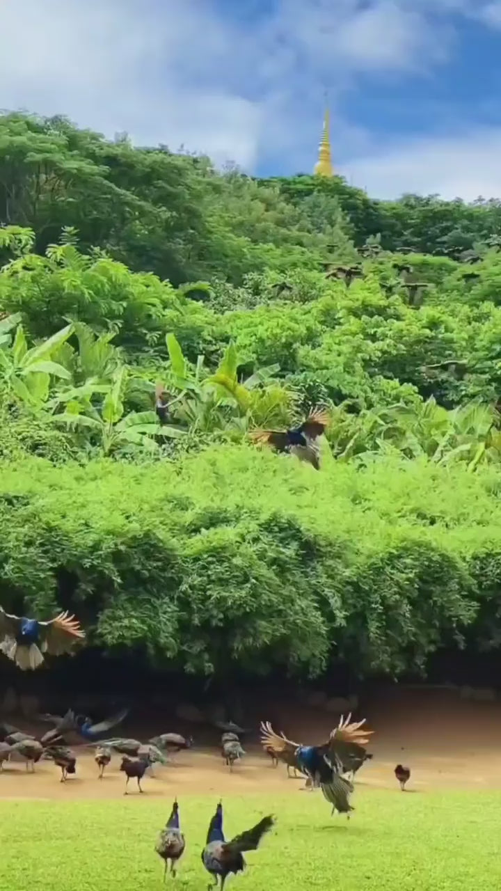 1000+ Nature Reels Bundle | Viral Nature Videos Pack | Instant Download – AmyWorld