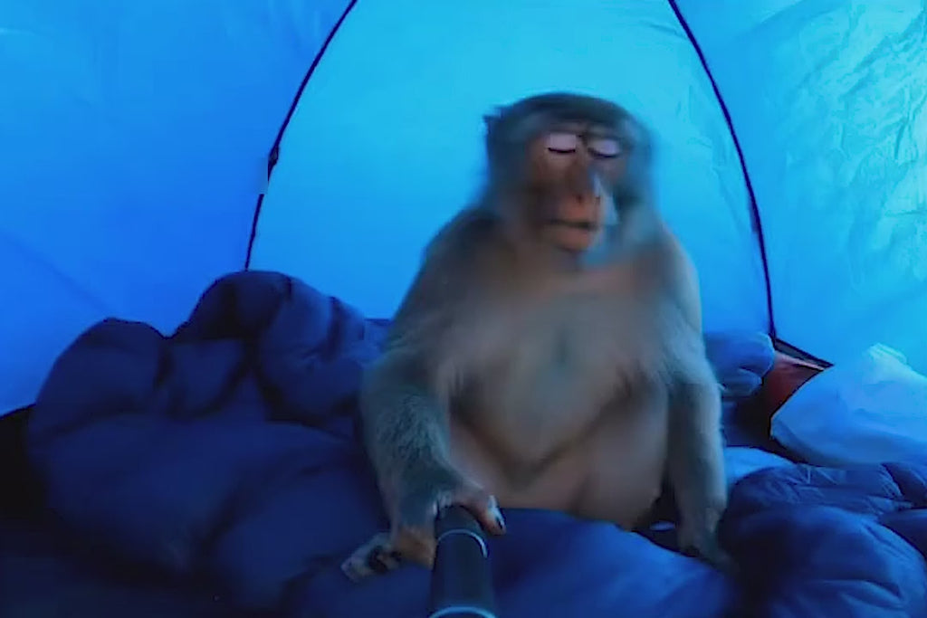 500+ AI Monkey Vlog Reels Bundle | Funny Viral Animal Reels Pack | Instant Download – AmyWorld