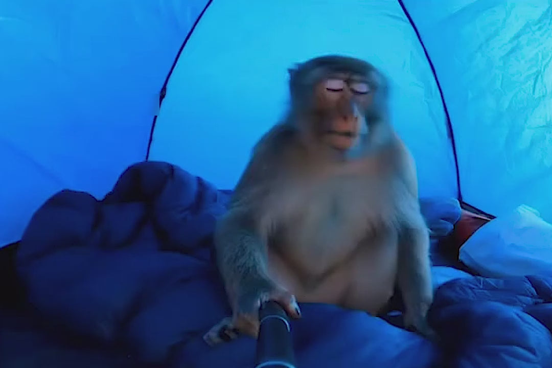 500+ AI Monkey Vlog Reels Bundle | Funny Viral Animal Reels Pack | Instant Download – AmyWorld